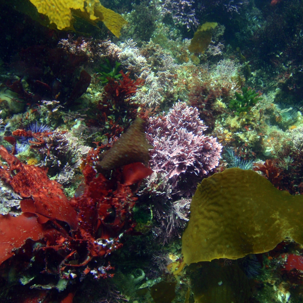 The kelp forest understory comprises many different species of algae.